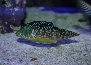 Blue Spot Toby Puffer