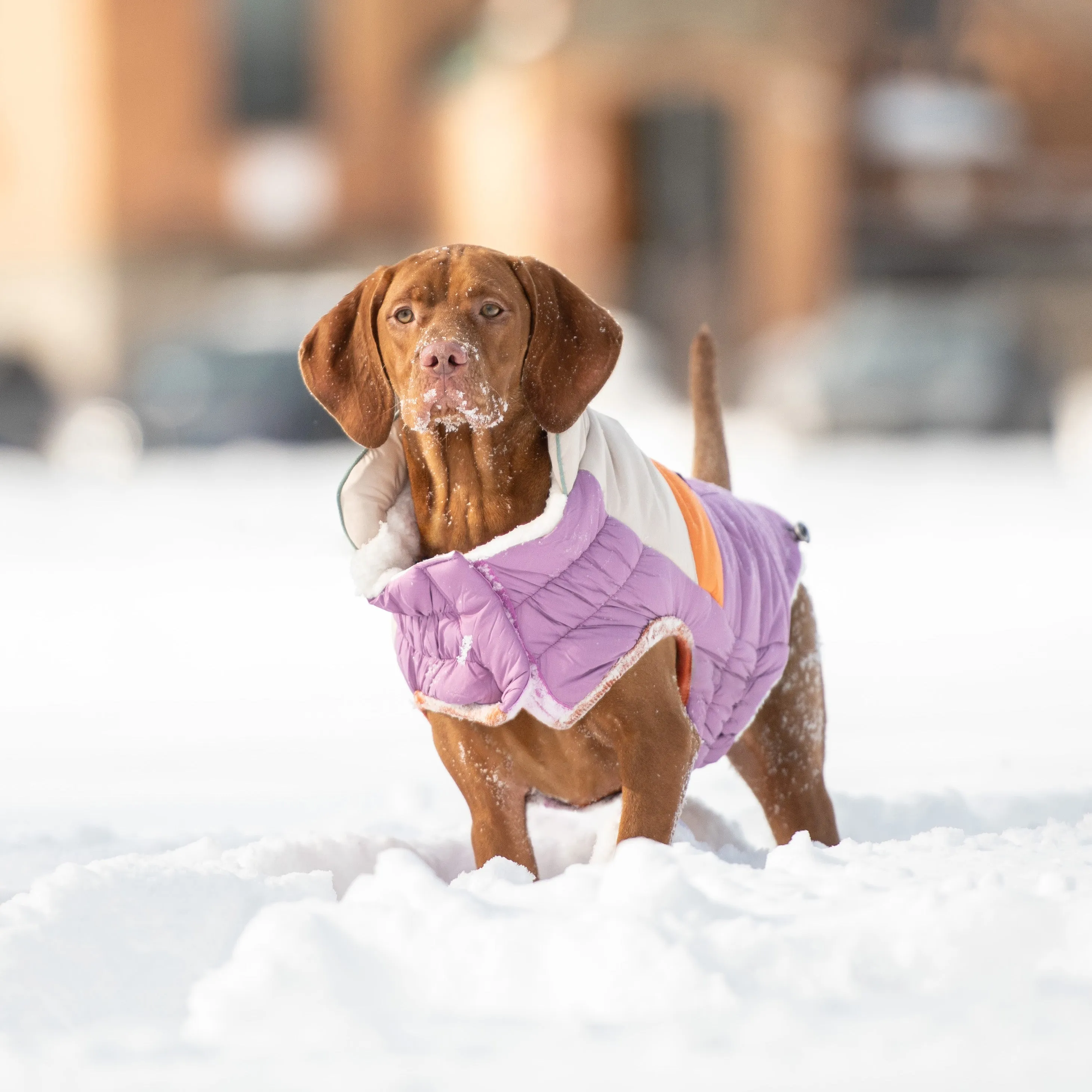Camplife Puffer Dog Winter Coat - Purple