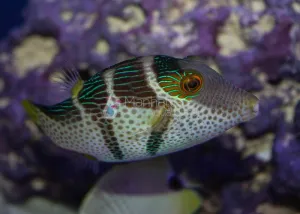 Saddled Puffer